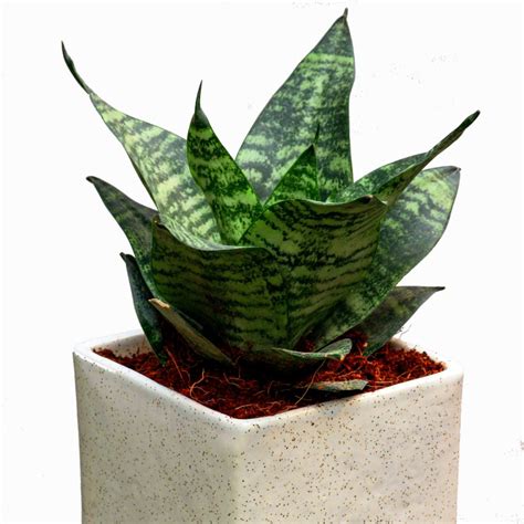 India's Top Online Plant Nursery | Plant Orbit