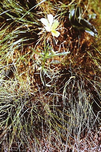 Violka žlutá sudetská (Viola lutea subsp. sudetica - Bobův fotoblog