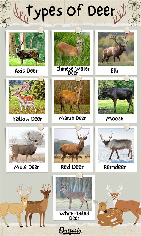 Types Of Deer Poster at Gregorio Fields blog