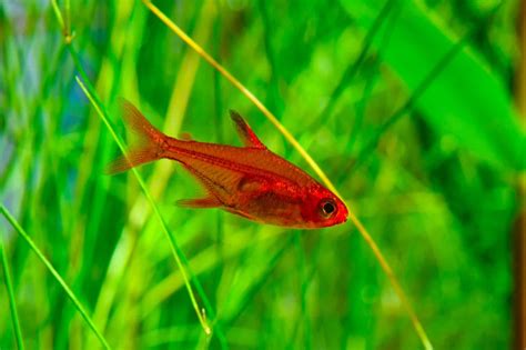 Tetra Fish Types: Guide to Types of Tetras (29 Species) - Fish Laboratory