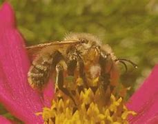 Image result for Pollination