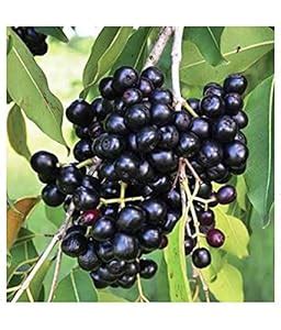 Mphmi Plantslive outdoor Jamun Tree, Syzygium cumini - Plant : Amazon ...