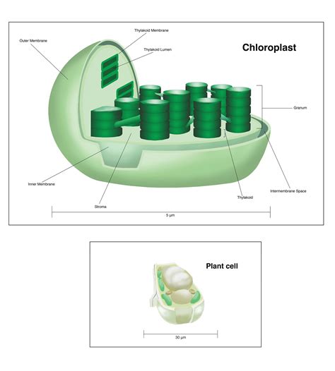 Chloroplast Diagram Mitochondria And Chloroplasts – Fundamentals Of