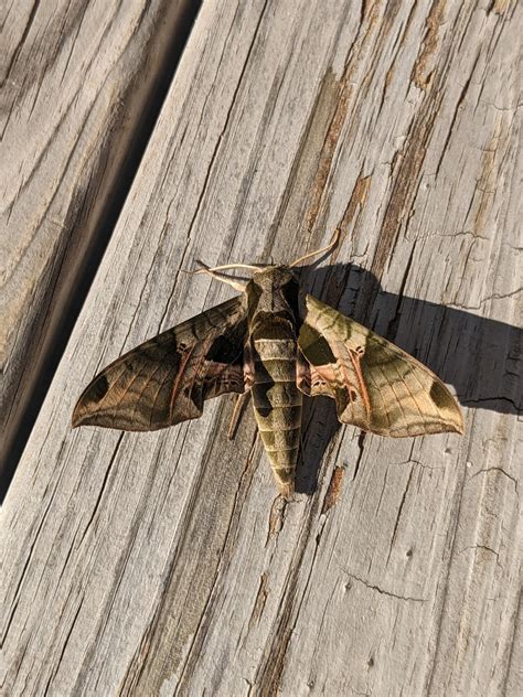 Carolina Sphinx Moth : r/moths