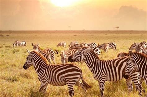 Image result for Spring Break GF