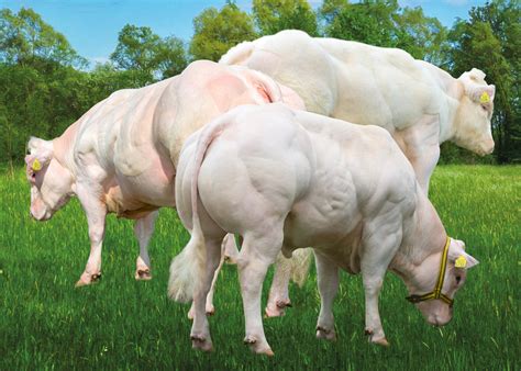 Belgian Blue Bull Meat
