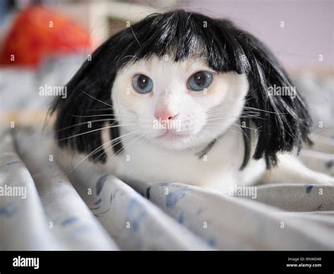 Cats Wearing Wigs