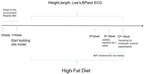 Imperatorin Improves Obesity-Induced Cardiac Sympathetic Nerve Injury ...