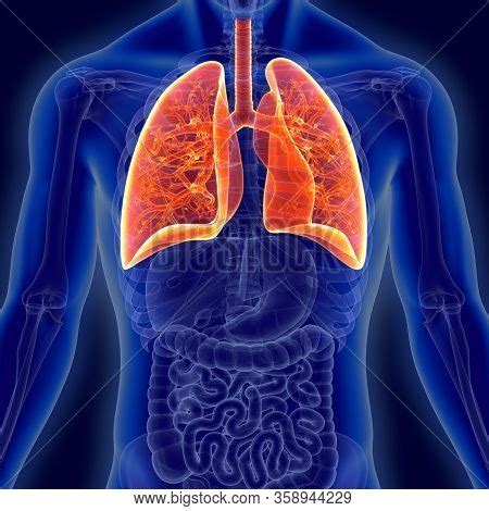 Image result for Lung Segmentation Using CNN