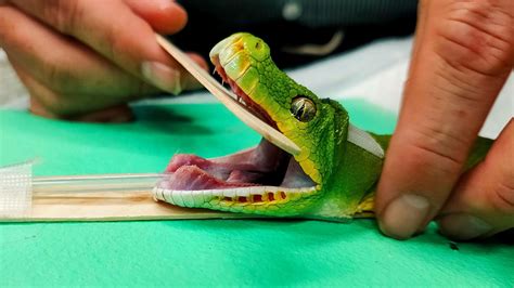 Image result for Green Tree Python Eating