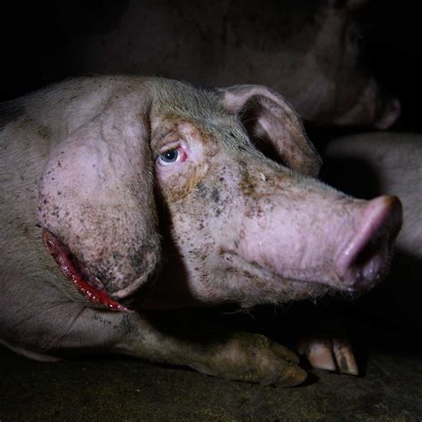 Investigation: Pigs eaten alive on farms supplying major brands ...