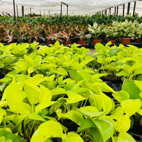 Snake Plant | Buy Sansevieria Superba Snake Plant Online – Nurturing Green