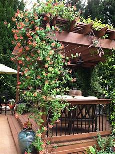 Climbing Plants For Arbors by 19 Best Pergola Plants Climbing Plants For Pergolas And Climbing Plants For Arbors
