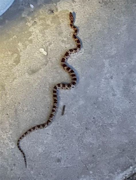[Central Florida] corn snake? tia! : r/whatsthissnake