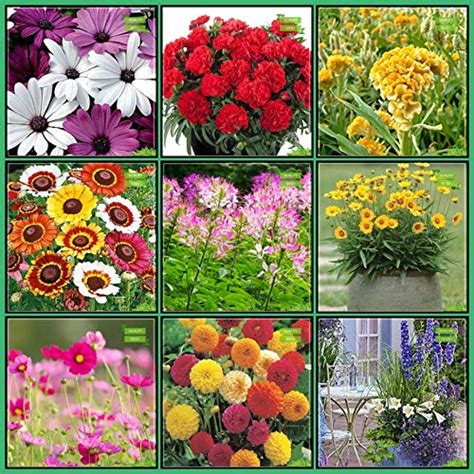 Buy Creative Farmer Seeds Garden Combo Flower Seeds : Arctotis Grandis ...