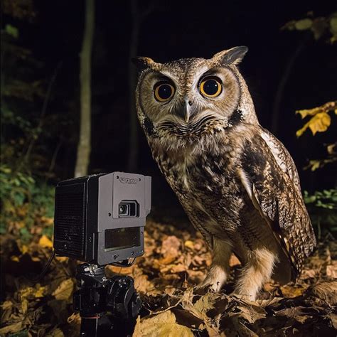 Camera Traps 的图像结果