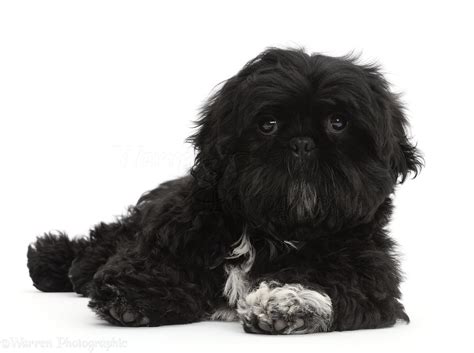 Dog: Black Shih-tzu lying with head up photo WP44354