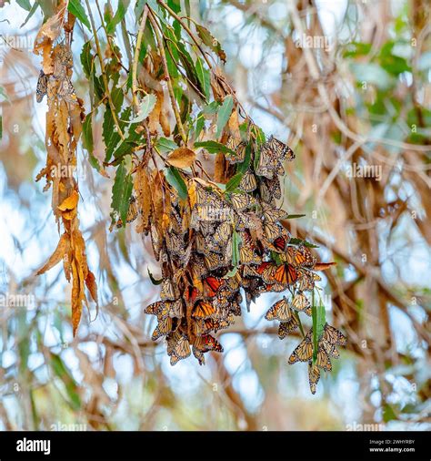 Monarch breeding ground hi-res stock photography and images - Alamy