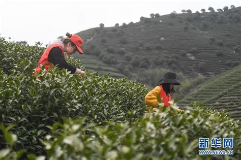 浙江湖州：志愿服务 采茶助农-国际在线