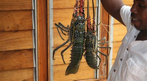 LE PETIT RELAIS (Tampolo) - Lodge Reviews & Photos - Tripadvisor