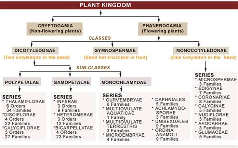 Image result for Plant Classification
