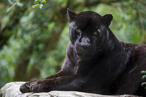 Jaguars In The Rainforest Natural History
