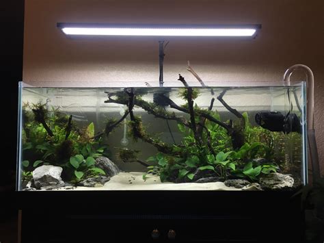 My planted 20 gallon long! : r/Aquariums