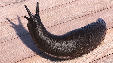 Garden Slug Rigged for Maya 3D | 3D Molier International