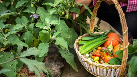 Natural Farming Methods 的图像结果