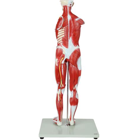 Axis Scientific 27-Part Human Muscle and Organ Model India | Ubuy