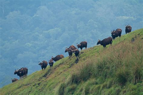 Wildlife In Kerala