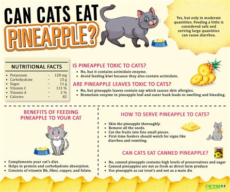 Can Cats Eat Pineapple
