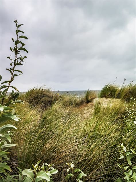 Free Images : landscape, coast, tree, nature, plant, hill, flower, green, botany, garden ...
