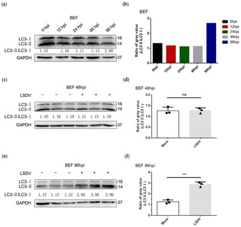 Lumpy Skin Disease Virus Infection Activates Autophagy and Endoplasmic ...