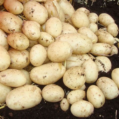 Buy potato - early maincrop, Scottish basic seed potato potato 'Maris ...