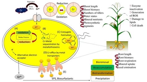 Combined Application of Citric Acid and Cr Resistant Microbes Improved ...