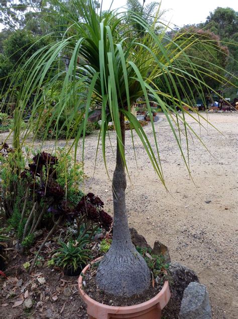 BEAUCARNEA RECURVATA. | Succulents, Plants, Cactus and succulents