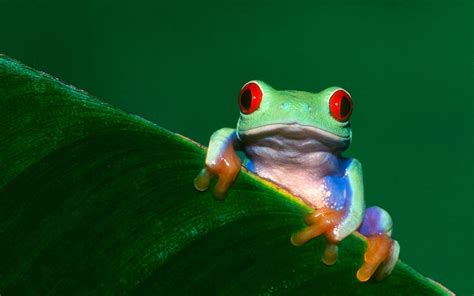 Tree Frog Desktop 的图像结果