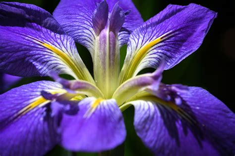 Iris Definition American at Myrtle Jackman blog