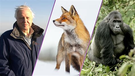 Nature Programmes 的图像结果