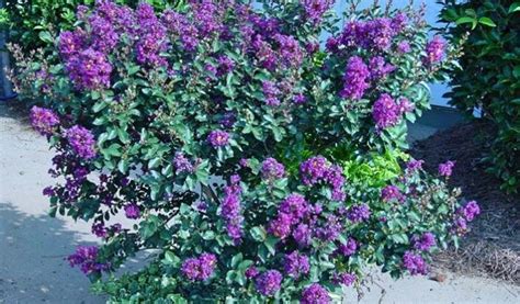 Buy Purple Velvet Crape Myrtle or Lagerstroemia 20 Seeds Online in ...