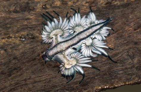 Photos De Vrais Dragons World's Weirdest: Flying Dragon