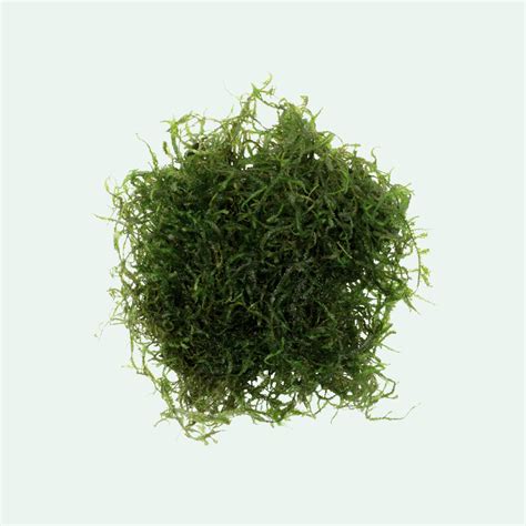 Java Moss Dry Start 的图像结果