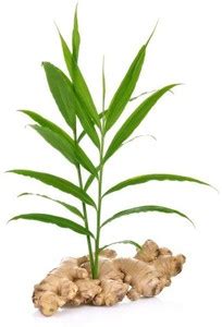 Green view Ginger Plant Price in India - Buy Green view Ginger Plant ...