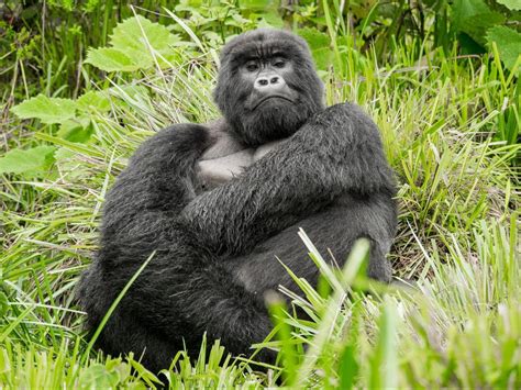 Fun and interesting facts about gorillas you may not know