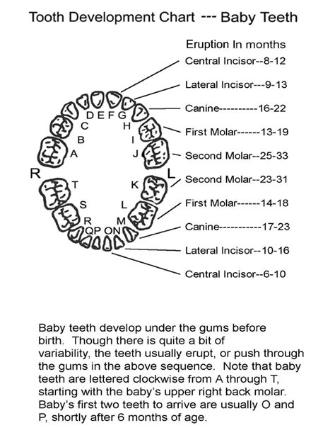 Image result for Tooth Growth Chart