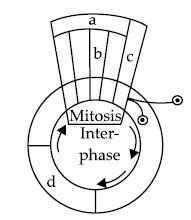 The given figure is a schematic break-up of the phases/stages of cell ...