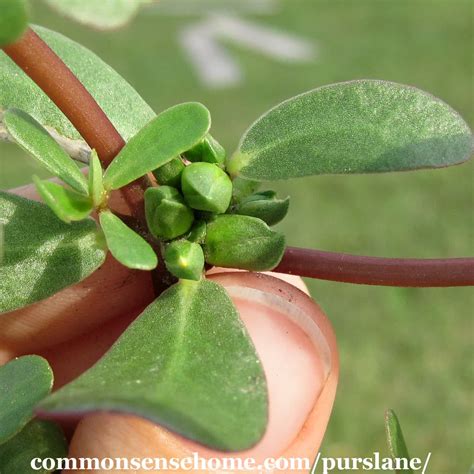 Purslane – One of the Most Nutritious Plants in the Garden