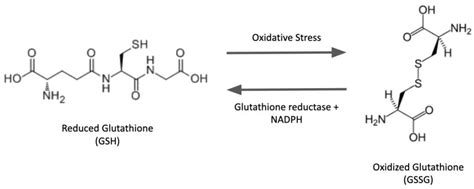 Glutathione/Glutaredoxin in Cellular Redox Homeostasis and Signaling ...