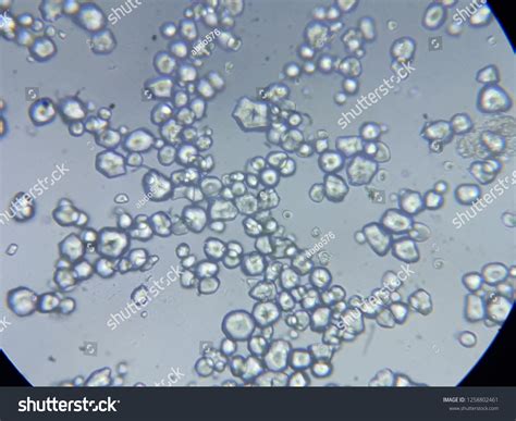 Maize Starch Under Light Microscope Stock Photo 1258802461 | Shutterstock